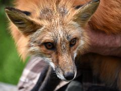 04B Red Fox Close Up At The Kroschel Wildlife Center Near Haines Alaska